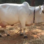 Punganur Cow Price