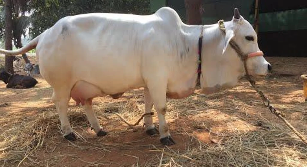 Punganur Cow Price